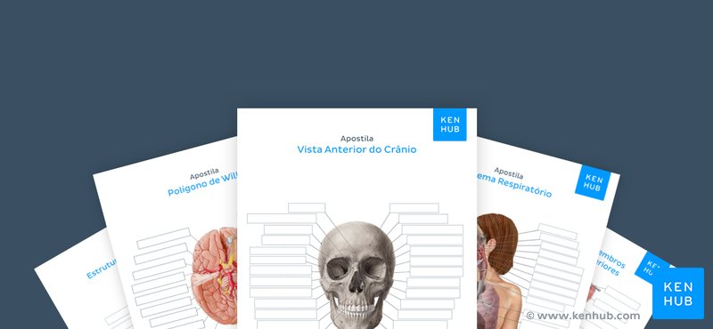 Apostilas De Exercícios De Anatomia Humana Aprenda Tudo Kenhub