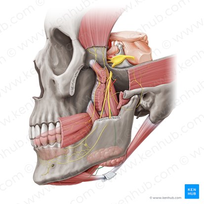 Nerve to mylohyoid muscle (Nervus mylohyoideus); Image: Paul Kim