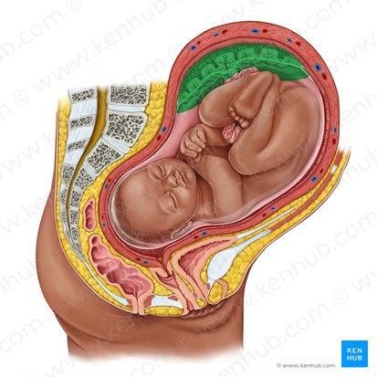 Placenta; Imagen: Irina Münstermann