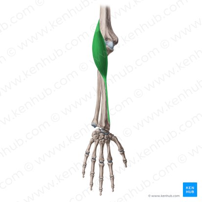 Músculo braquiorradial (Musculus brachioradialis); Imagem: Yousun Koh