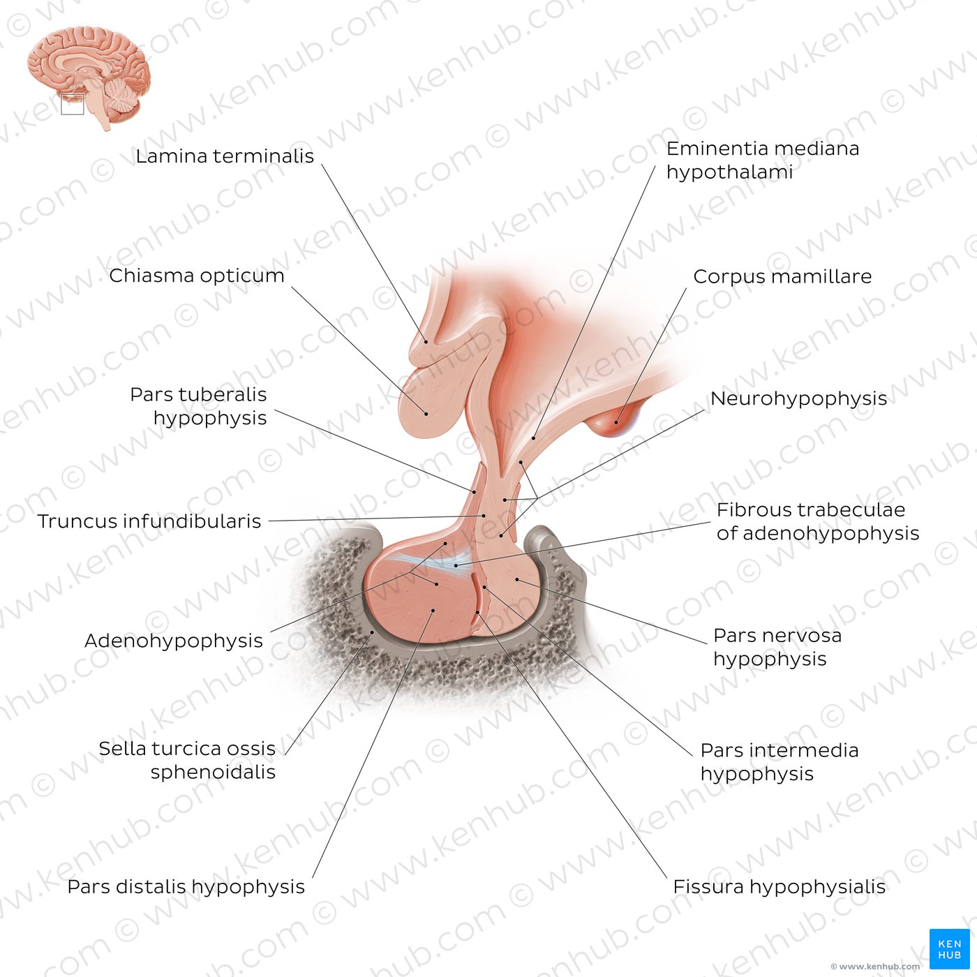 Hypophysis: Overview