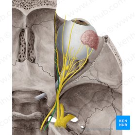 Nervus trochlearis (Augenrollnerv); Bild: Yousun Koh