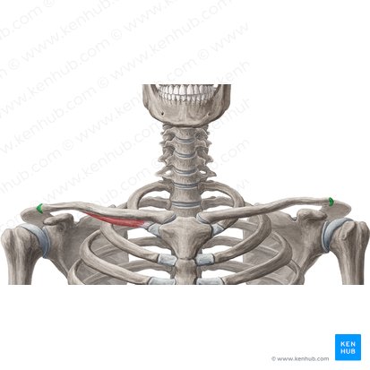 Acromial facet of clavicle (Facies articularis acromialis claviculae); Image: Samantha Zimmerman