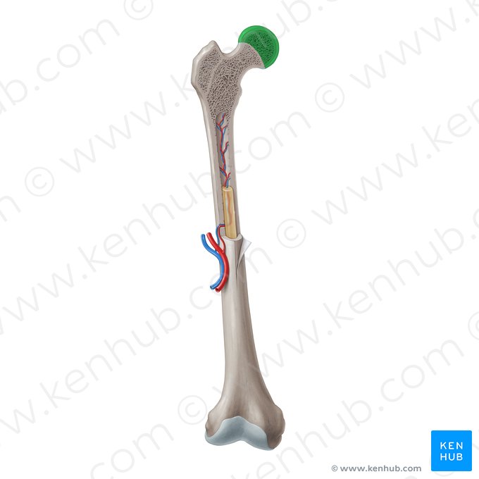 Epífisis proximal (Epiphysis proximalis); Imagen: Paul Kim