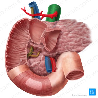 Aorta abdominalis (Bauchaorta); Bild: Begoña Rodriguez