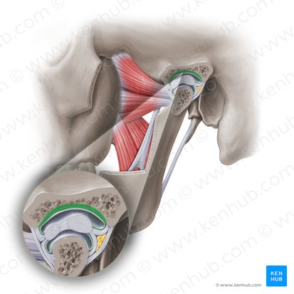 Fossa mandibular do osso temporal (Fossa mandibularis ossis temporalis); Imagem: Paul Kim