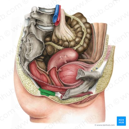 Musculus sphincter externus ani (Äußerer Afterschließmuskel); Bild: Irina Münstermann