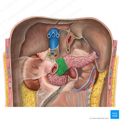 Cuello del páncreas (Collum pancreatis); Imagen: Irina Münstermann