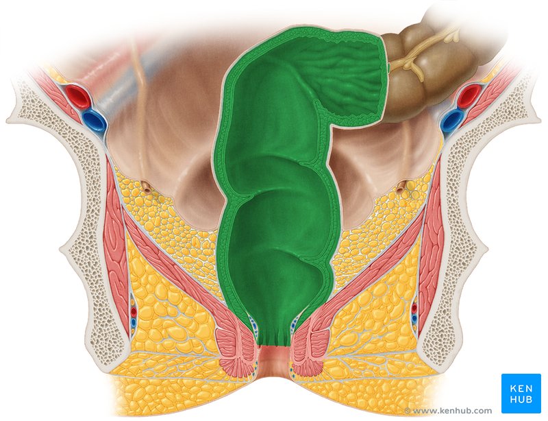 Rectum (vue ventrale)