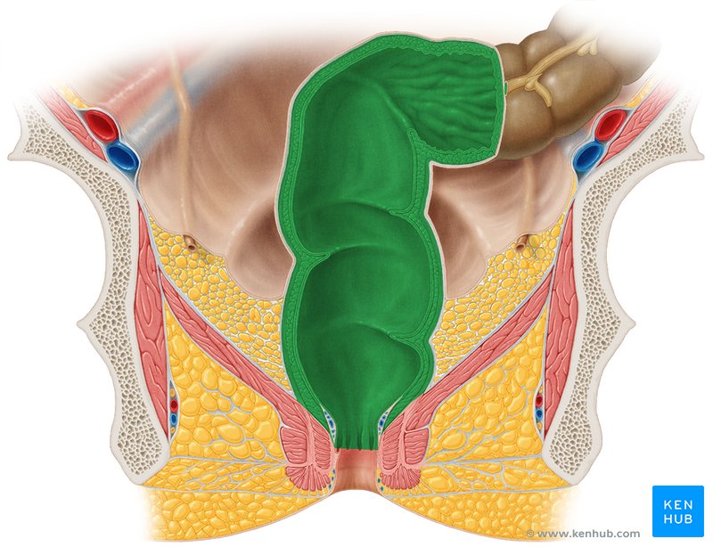 Rectum - ventral view