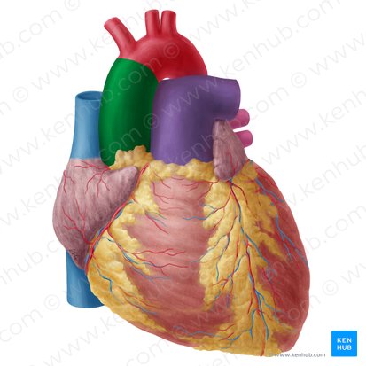 Aorte ascendante (Aorta ascendens); Image : Yousun Koh