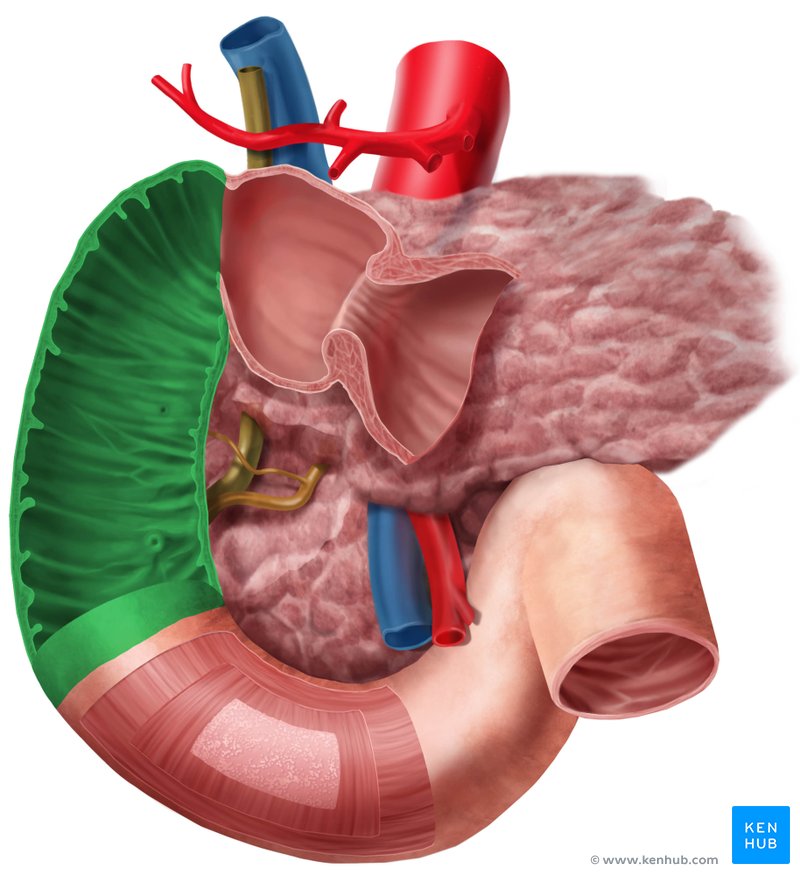 Descending part of duodenum - ventral view