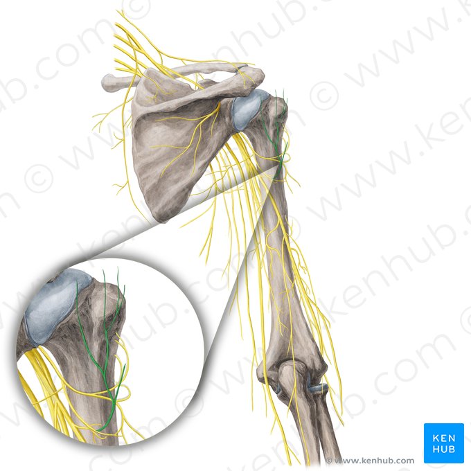 Superior lateral brachial cutaneous nerve (Nervus cutaneus lateralis superior brachii); Image: Yousun Koh