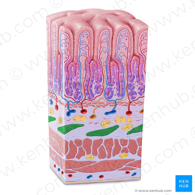 Fibras oblíquas do revestimento muscular do estômago (Fibrae obliquae tunicae muscularis gastris); Imagem: Paul Kim