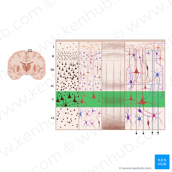 Capa piramidal interna de la corteza cerebral (Lamina pyramidalis interna); Imagen: Paul Kim