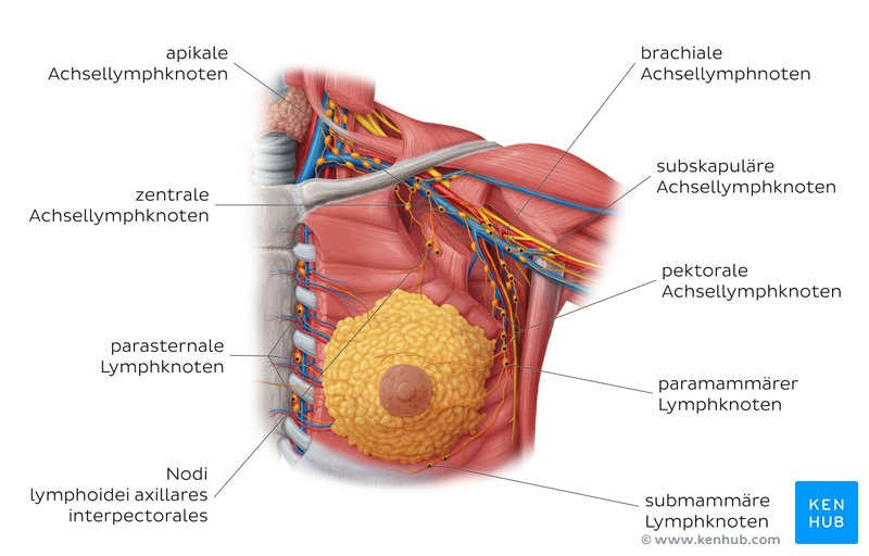 Lymphabfluss der weiblichen Brust