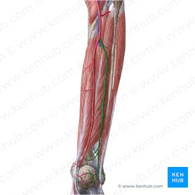 Arteria fibular (Arteria fibularis); Imagen: Liene Znotina