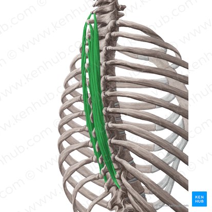 Músculo semiespinal do tórax (Musculus semispinalis thoracis); Imagem: Yousun Koh