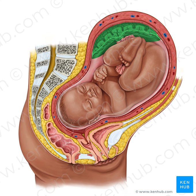 Placenta; Imagen: Irina Münstermann