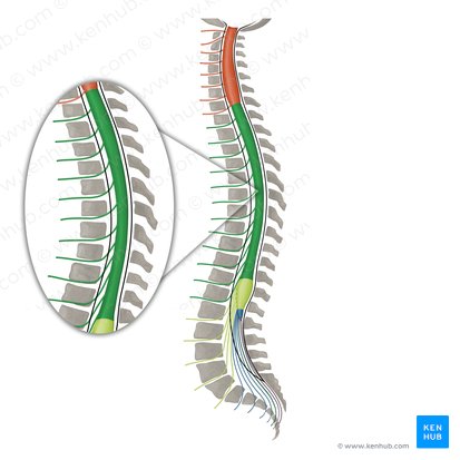 Nervos espinais T1-T12 (Nervi spinales T1-T12); Imagem: Irina Münstermann