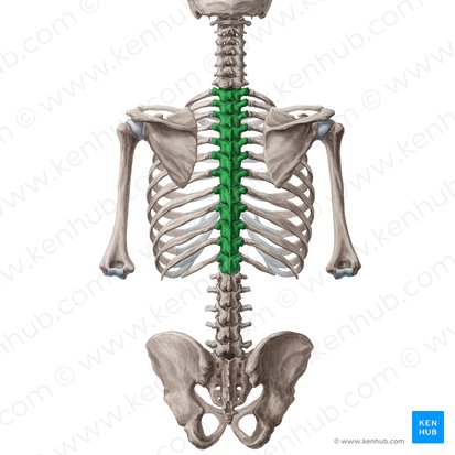 Vertèbres thoraciques (Vertebrae thoracicae); Image : Yousun Koh