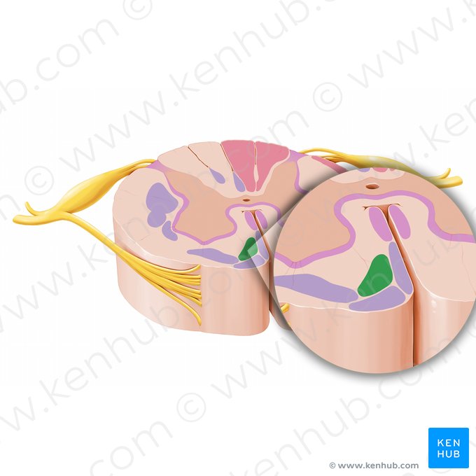 Medial reticulospinal tract (Tractus reticulospinalis medialis); Image: Paul Kim