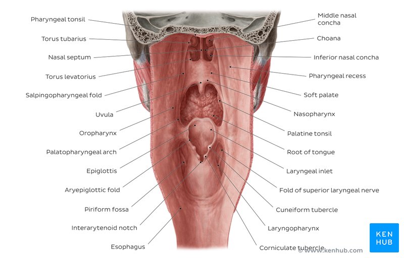 Overview of Pharyngeal Mucosa