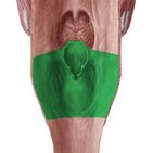 Laryngopharynx