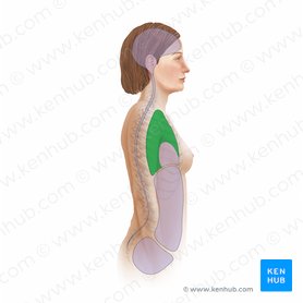 Pleural cavity: Anatomy, location, function | Kenhub