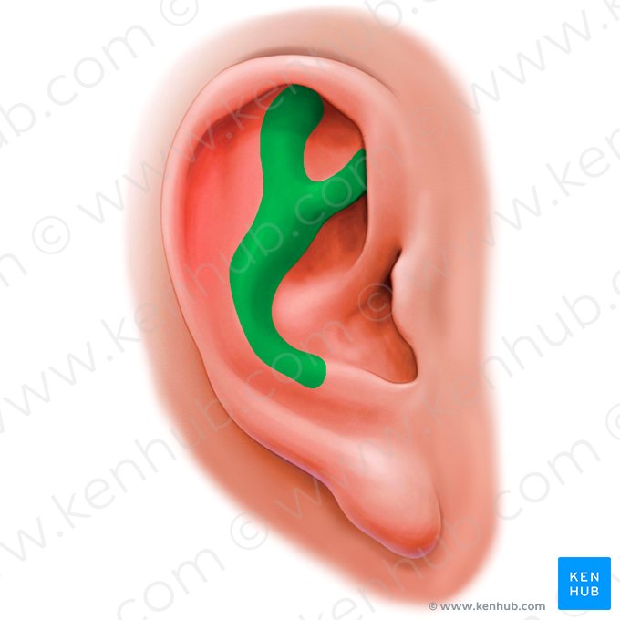 Antiélice auricular (Antihelix auriculae); Imagem: Paul Kim