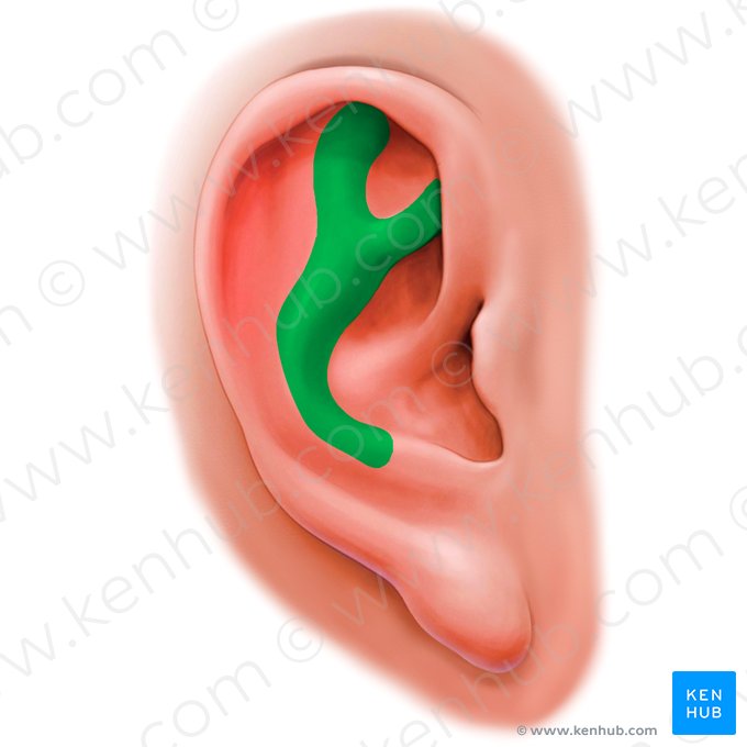 Antihelix of auricle (Antihelix auriculae); Image: Paul Kim