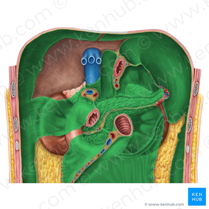 Peritoneum parietale (Parietales Bauchfell); Bild: Irina Münstermann