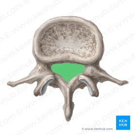Forame vertebral (Foramen vertebrale); Imagem: Liene Znotina
