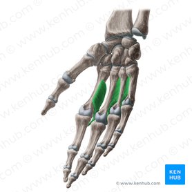 Músculos interósseos palmares (Musculi interossei palmares); Imagem: Yousun Koh