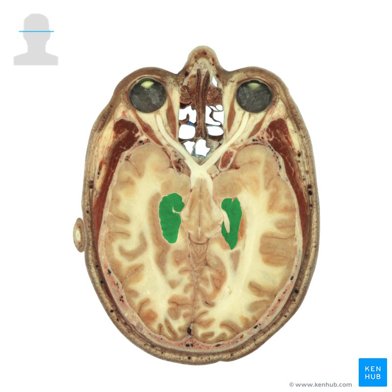 Hippocampus: Cross-sectional view