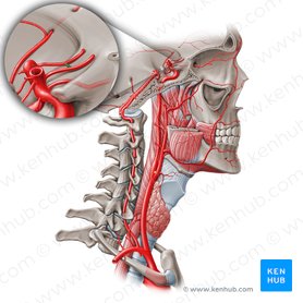 Circle of Willis: Anatomy and function | Kenhub