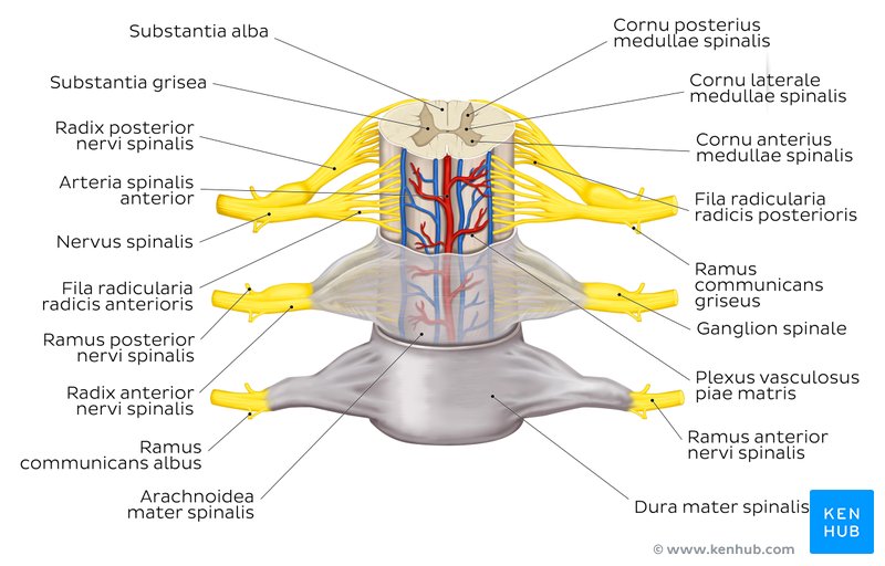 Darstellung des Rückenmarks, beispielhafte Markierung rechts: Anbindung des Spinalganglions an Dura mater und Spinalnervenstamm