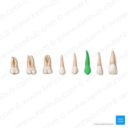 Canine tooth (Dens caninus); Image: Paul Kim