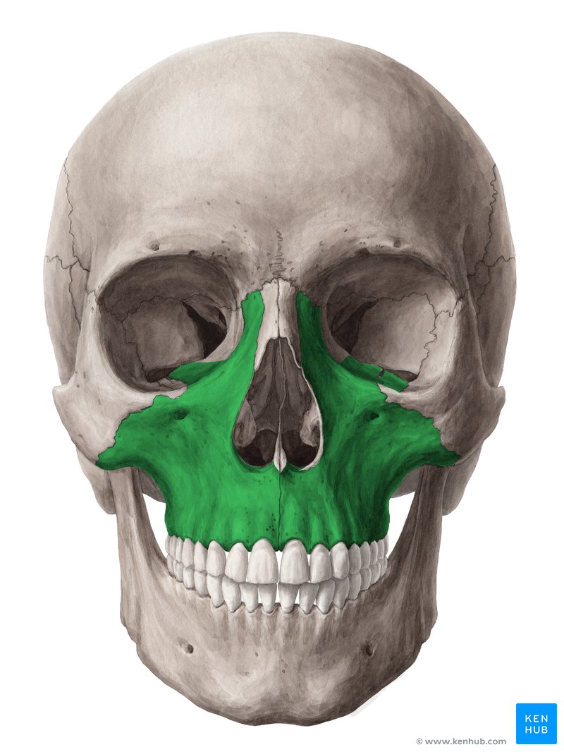 Maxilla anatomy