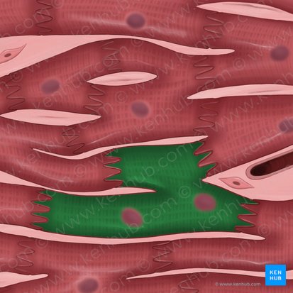 Sarcoplasma; Imagen: Tal Bavli Ziv