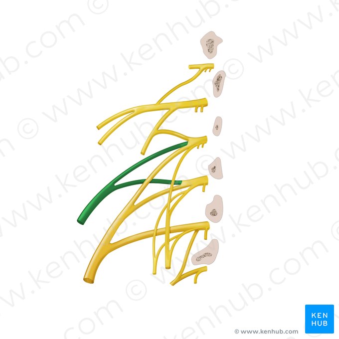 Nervo cutâneo femoral lateral (Nervus cutaneus lateralis femoris); Imagem: Begoña Rodriguez