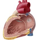 Atria of the heart
