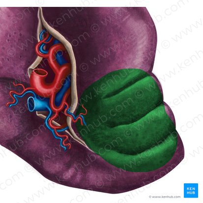 Facies colica splenis (Dickdarmseitige Fläche der Milz); Bild: Irina Münstermann
