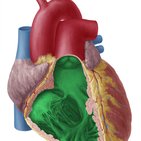 Ventricles of the heart