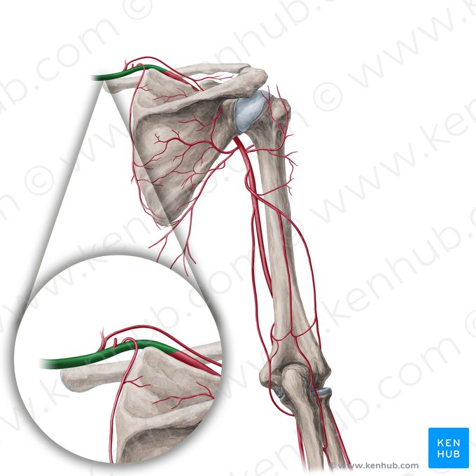 Subclavian artery (Arteria subclavia); Image: Yousun Koh