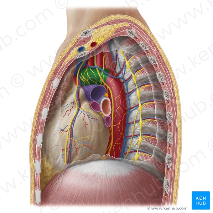 Arco aórtico (Arcus aortae); Imagen: Yousun Koh