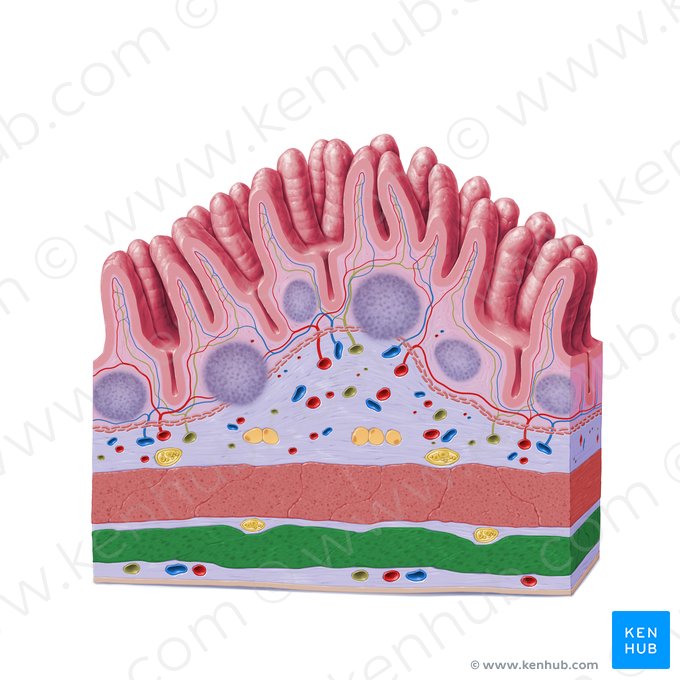 Capa longitudinal externa de la túnica muscular (Stratum longitudinale externum tunicae muscularis); Imagen: Paul Kim