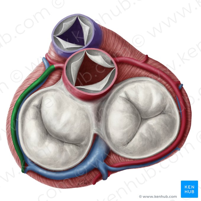 Circumflex artery of heart (Arteria circumflexa cordis); Image: Yousun Koh