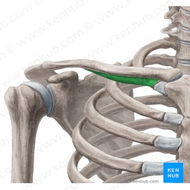 Musculus subclavius Anatomie, Funktion und Klinik (TOS) Kenhub