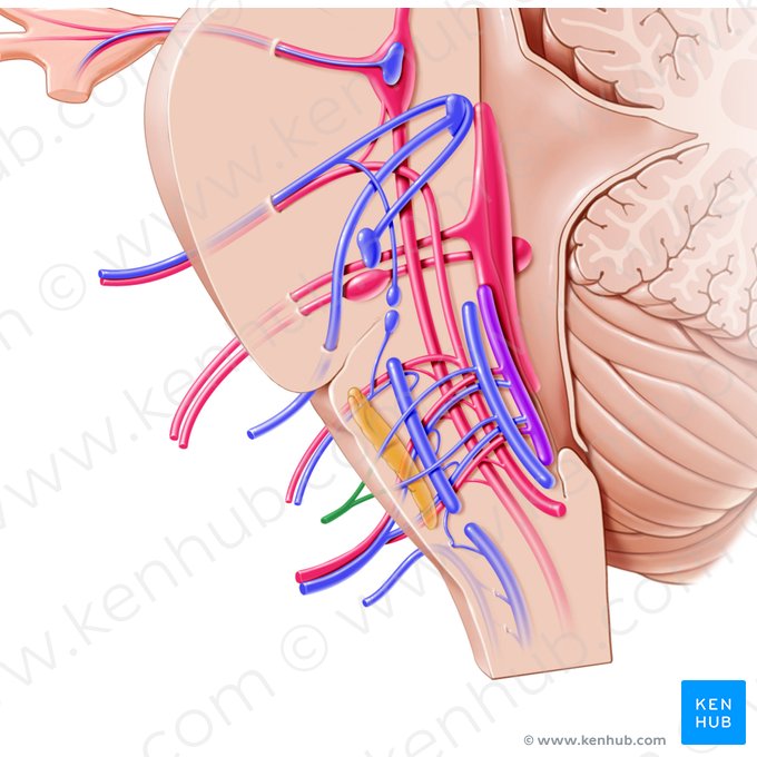 Nervus hypoglossus (Unterzungennerv); Bild: Paul Kim